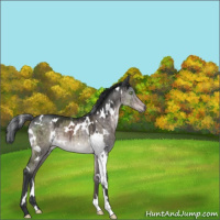 Horse Color:Platinum White Spotted Brown Dun Brindle 