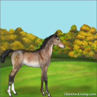 Horse Color:Brown Dun Sabino Brindle 