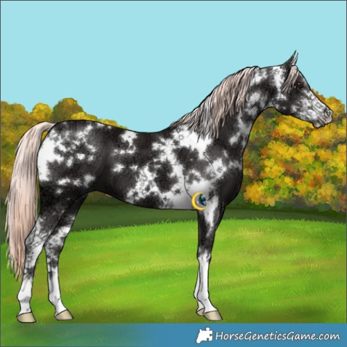 Horse Color:White Spotted Liver Chestnut Ice Mushroom Sabino 