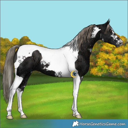 Horse Color:White Spotted Liver Chestnut Ice Mushroom Tobiano 