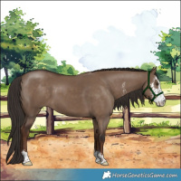 Horse Color:Liver Red Dun Sabino 