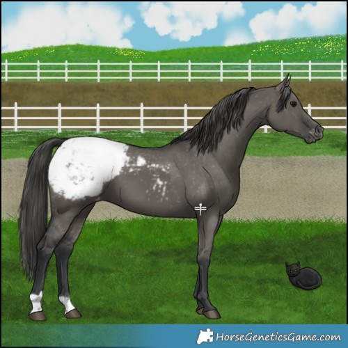 Horse Color:Grullo Appaloosa 