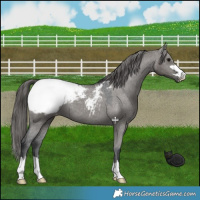 Horse Color:Grullo Snowcap 