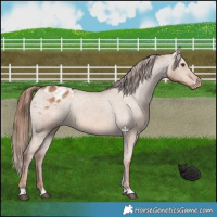 Horse Color:Red Dun Appaloosa 