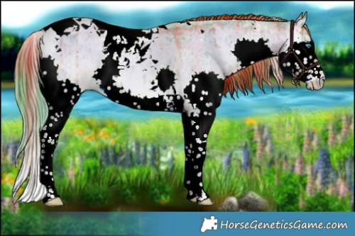 Horse Color:Watercolor Plaid Liver Red Dun Roan Onyx Splash Tobiano Brindle