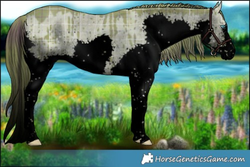 Horse Color:Void Watercolor Plaid  Liver Red Dun Sabino Splash Brindle 