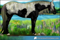 Horse Color:Void Watercolor Plaid  Liver Red Dun Sabino Splash Brindle 