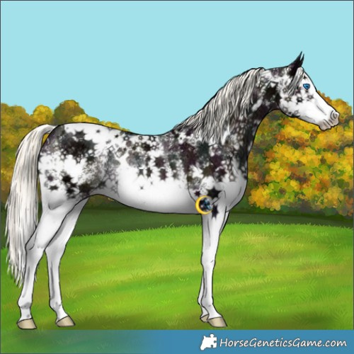 Horse Color:White Spotted Midnight Liver Chestnut Ice Mushroom Splash Rabicano 