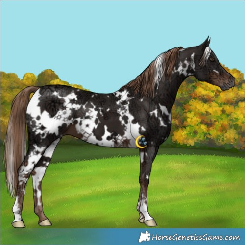 Horse Color:White Spotted Liver Chestnut Ice 