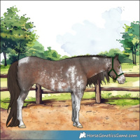 Horse Color:Liver Chestnut Sabino Tobiano Rabicano