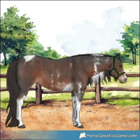 Horse Color:Liver Chestnut Sabino Tobiano 