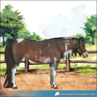 Horse Color:Liver Chestnut Sabino Tobiano 