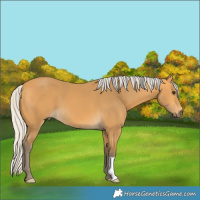 Horse Color:Silver Buckskin 