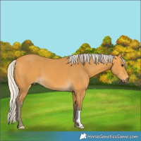 Horse Color:Silver Buckskin