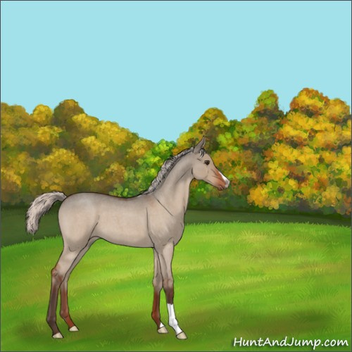 Horse Color:Silver Brown Roan Dun 