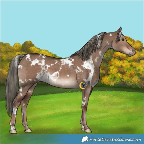 Horse Color:White Spotted Liver Red Dun Mushroom 
