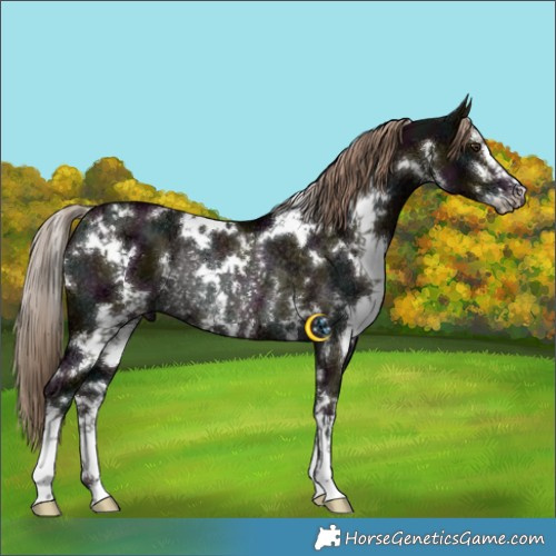Horse Color:White Spotted Midnight Liver Red Dun Ice Rabicano 