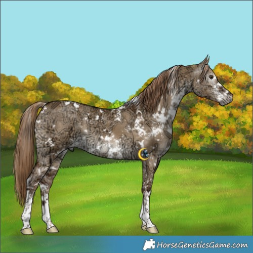 Horse Color:Gray White Spotted Liver Red Dun Ice Sabino 