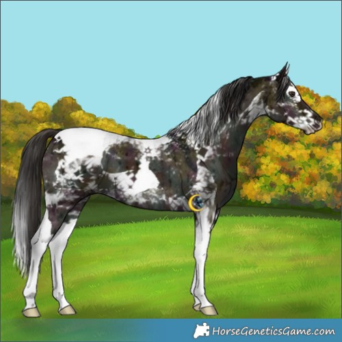 Horse Color:White Spotted Midnight Liver Red Dun Splash Tobiano Brindle 