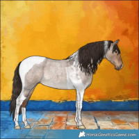 Horse Color:Liver Red Dun Roan Tobiano