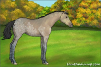 Horse Color:Brown Ice Dun 