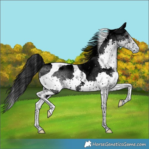 Horse Color:ERROR: UNKNOWN ANOMALY