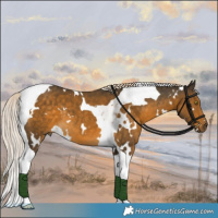 Horse Color:White Spotted Chocolate Palomino Mushroom Tobiano 