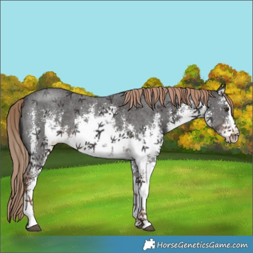 Horse Color:White Spotted Liver Chestnut Sabino 