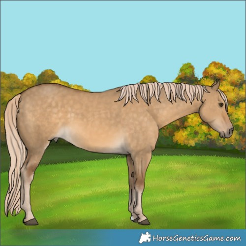 Horse Color:Chocolate Palomino Dun 
