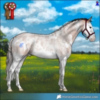 Horse Color:White Spotted Bay Roan Splash Rabicano 