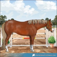 Horse Color:Chestnut 