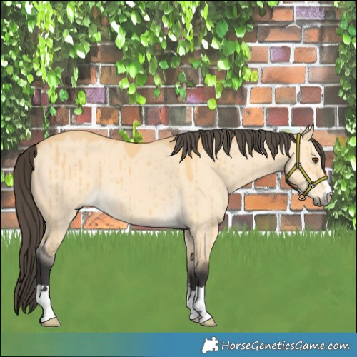Horse Color:Buckskin Dun Brindle 