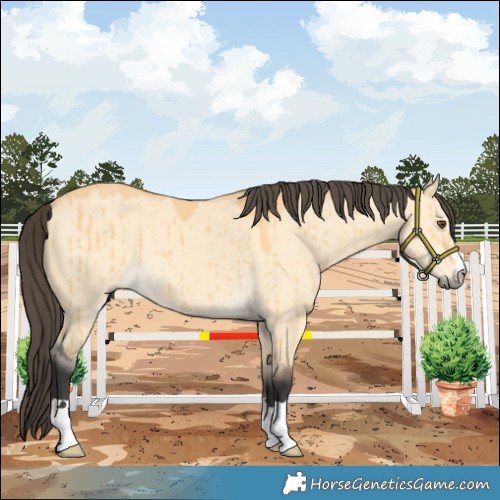 Horse Color:Buckskin Dun Brindle 