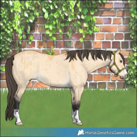 Horse Color:Buckskin Dun Brindle 