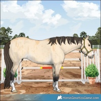 Horse Color:Buckskin Dun Brindle 