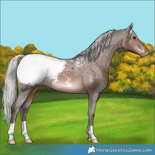 Horse Color:Silver Brown Appaloosa 