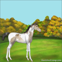 Horse Color:Sable Champagne Dun Tobiano Brindle 