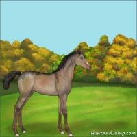 Horse Color:Liver Red Dun 