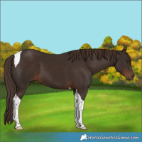 Horse Color:Liver Chestnut Tobiano 
