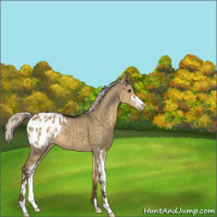 Horse Color:Silver Smoky Grullo Sabino Appaloosa 