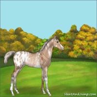 Horse Color:White Spotted Silver Bay Ice Dun Appaloosa Rabicano