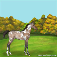 Horse Color:White Spotted Bay Ice Dun Appaloosa Rabicano 