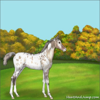 Horse Color:White Spotted Silver Brown Ice Onyx Appaloosa 
