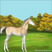 Horse Color:Silver Buckskin Ice Onyx Sabino Splash 