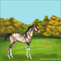 Horse Color:White Spotted Brown Onyx Appaloosa 