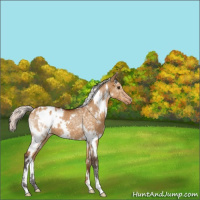 Horse Color:White Spotted Silver Buckskin Dun Appaloosa 