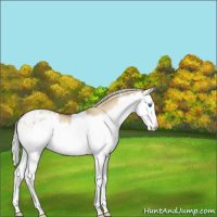 Horse Color:Silver Smoky Grullo Roan Splash Appaloosa Rabicano