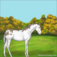 Horse Color:White Spotted Silver Grullo Roan Splash 