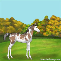 Horse Color:White Spotted Bay Dun Splash Appaloosa 