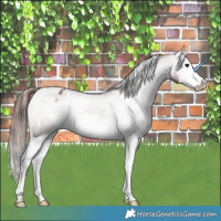 Horse Color:White Spotted Bay Dun Splash Varnish 